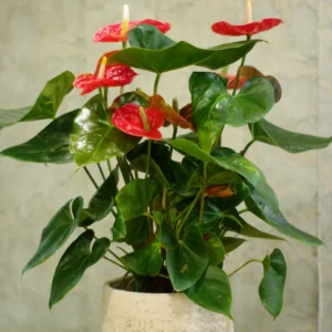 Anthurium