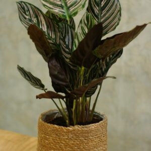 Calathea